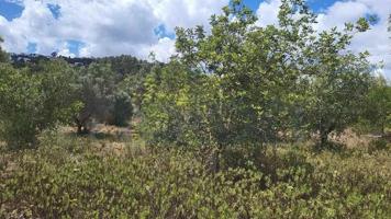 Terreno en venta en Pedreguer, Marina Alta photo 0