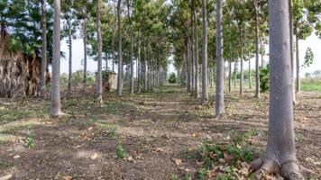 Terreno en venta en Pego photo 0
