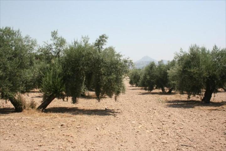 Terreno en venta en Lucena, Lucena photo 0