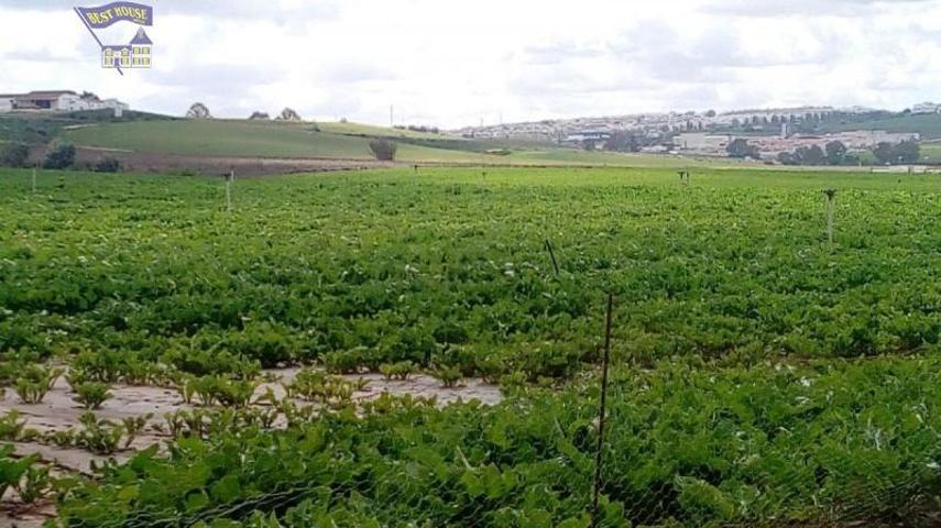 Casa con terreno en venta en Arcos de la Frontera, La pedrosa photo 0