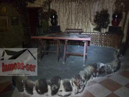 Local comercial en alquiler en Santa Coloma de Gramenet photo 0