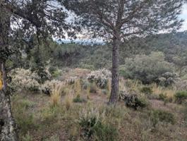 Terreno en venta en Garriguella, Garriguella photo 0