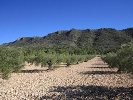 Terreno en venta en Yecla photo 0