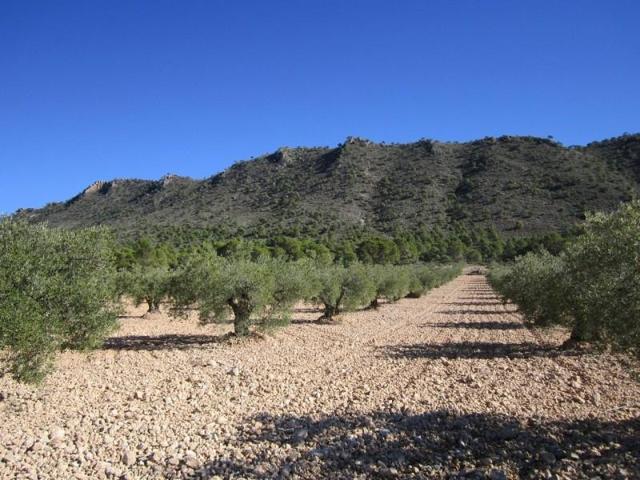 Terreno en venta en Yecla photo 0