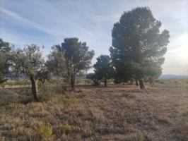 Terreno en venta en Pinoso, A 10 km de Pinoso photo 0