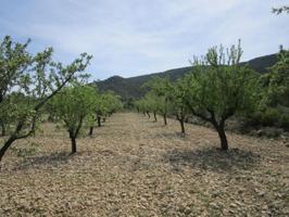 Terreno en venta en Yecla photo 0
