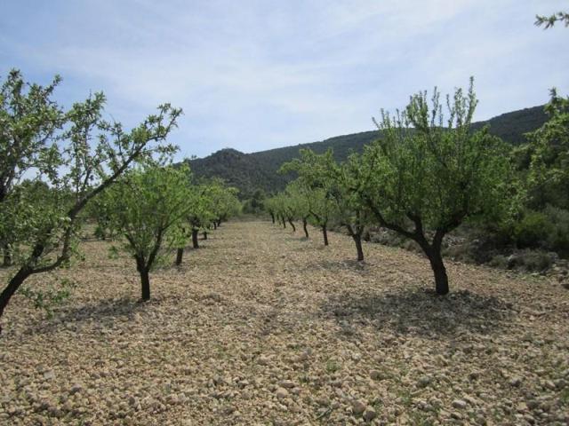 Terreno en venta en Yecla photo 0