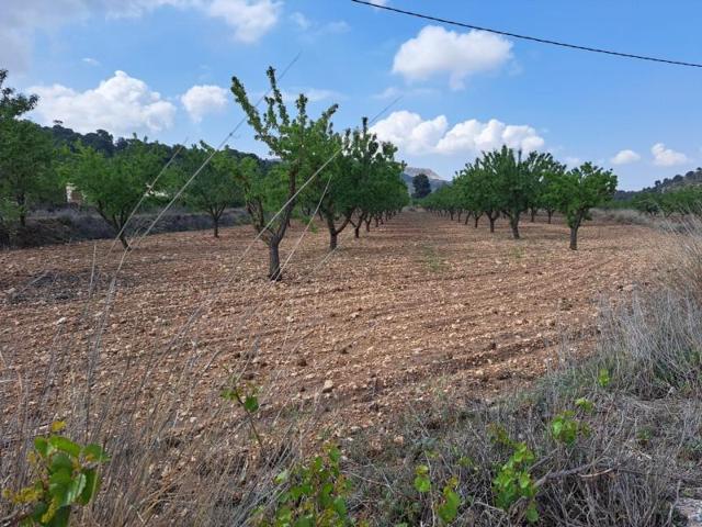 Terreno en venta en Pinoso photo 0