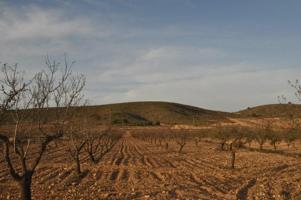 Terreno en venta en Abanilla photo 0