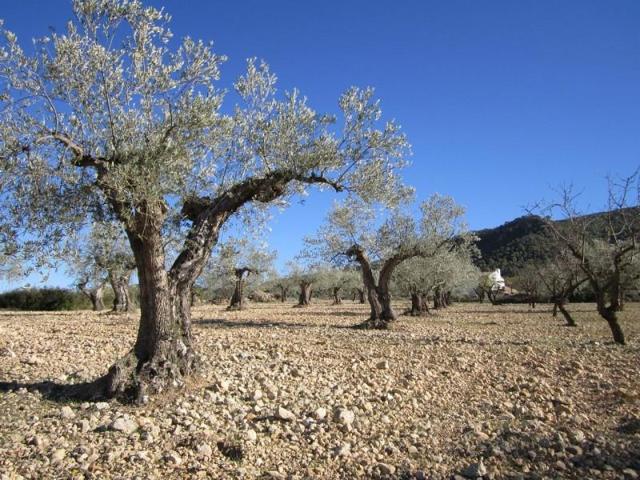 Terreno en venta en Yecla photo 0