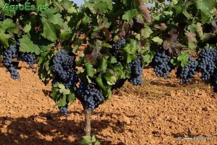 Terreno en venta en Alange, Extremadura photo 0