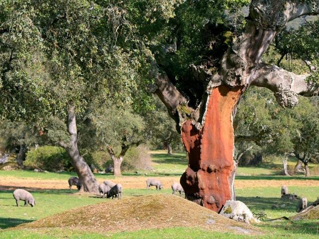Terreno en venta en Mérida, Alrededores photo 0