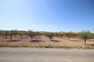 Terreno en venta en Pinoso photo 0