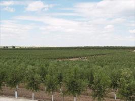 Terreno en venta en Lucena, Lucena photo 0