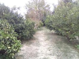 Terreno en venta en Los Dolores, Huerta photo 0