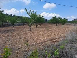 Terreno en venta en Pinoso photo 0