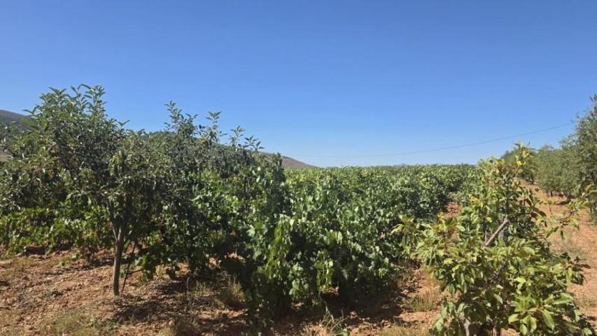 Terreno en venta en Laujar de Andarax, South of spain photo 0