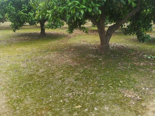 Terreno en venta en Alzira photo 0