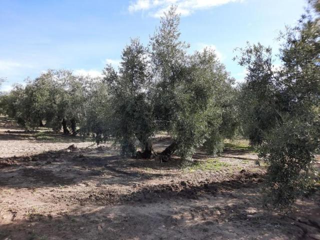 Terreno en venta en Lucena, Lucena photo 0