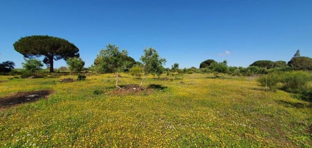 Terreno en venta en San José del Valle, La saucedilla photo 0