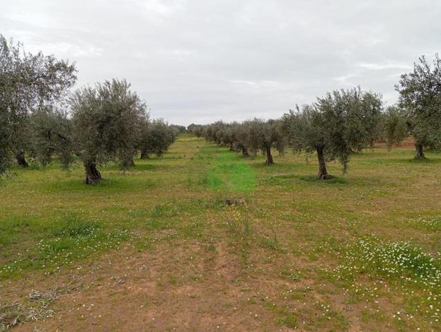 Terreno en venta en Montijo, LOS ARENALES photo 0