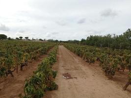 Terreno en venta en Puerto Real, Marquesado photo 0
