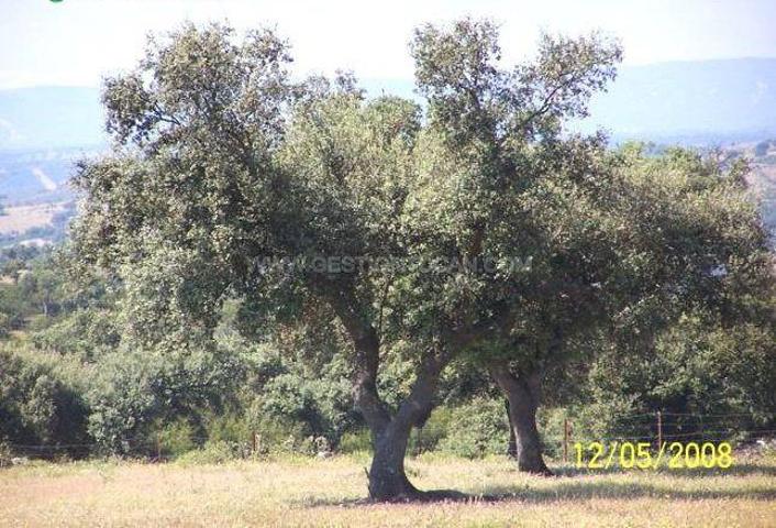 Chalet en venta en Alcántara, Alcantara photo 0