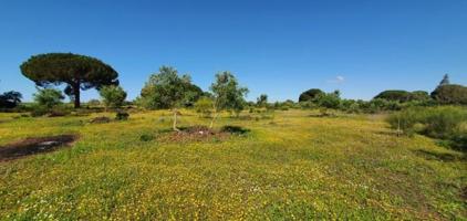 Terreno en venta en San José del Valle, La saucedilla photo 0