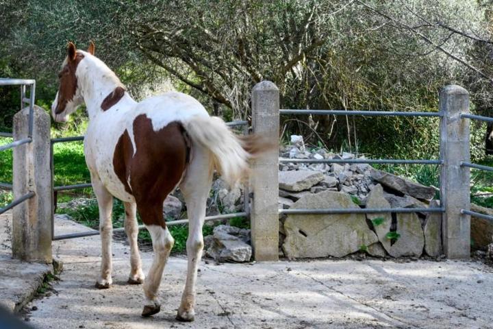 Chalet en venta en Inca, Centro photo 0