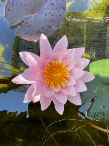 Casa en alquiler en Nerja, Capistrano photo 0