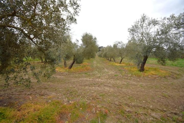 Chalet en venta en Llubí, Llubi photo 0