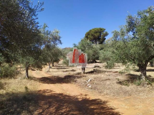 Chalet en venta en Higuera la Real, Higuera La Real photo 0