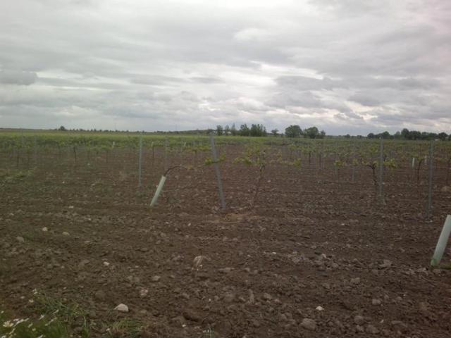 Terreno en venta en Socuéllamos, Termino de Socuellamos photo 0