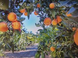 Chalet en venta en Sollana, Sollana photo 0