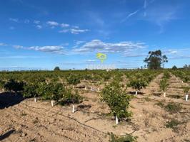 Terreno en venta en Polinyà de Xúquer, Polinya De Xuquer photo 0