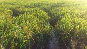 Terreno en venta en Cullera, Cullera photo 0