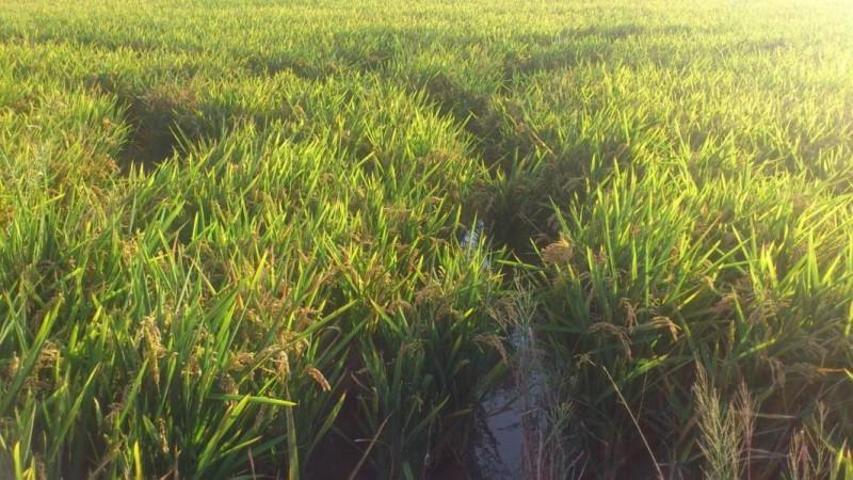 Terreno en venta en Cullera, Cullera photo 0