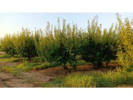 Terreno en venta en Guadassuar photo 0