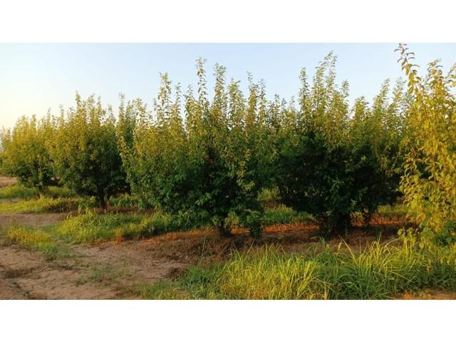 Terreno en venta en Guadassuar photo 0