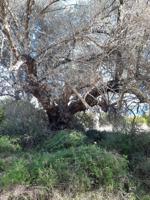 Chalet en venta en Ulldecona, Ulldecona photo 0