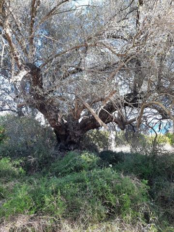 Chalet en venta en Ulldecona, Ulldecona photo 0