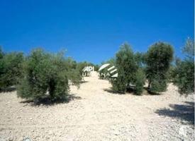 Terreno en venta en Lucena, Partida Pájaro Verde, 14900 photo 0
