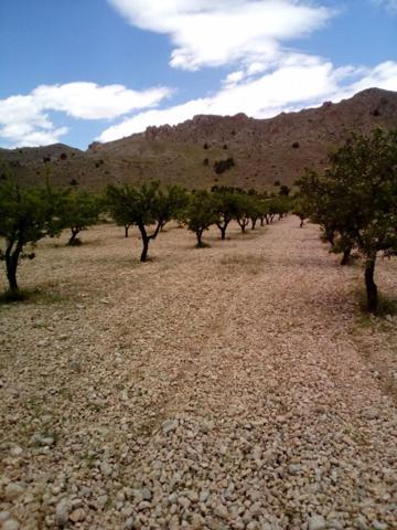 Terreno en venta en Yecla, Rural photo 0
