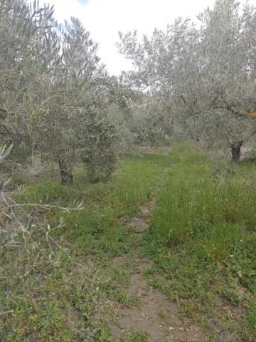 Casa con terreno en venta en Alsodux, Alsodux photo 0