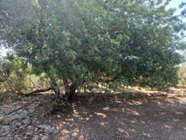 Terreno en venta en Rasquera, Afueras del Pueblo photo 0