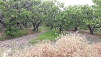 Terreno en venta en Moratalla photo 0