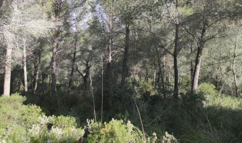 Terreno en venta en Felanitx, Felanitx photo 0