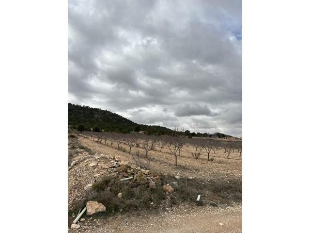 Terreno en venta en Yecla photo 0