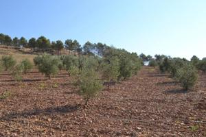 Terreno en venta en Los Santos de Maimona, Zafra photo 0