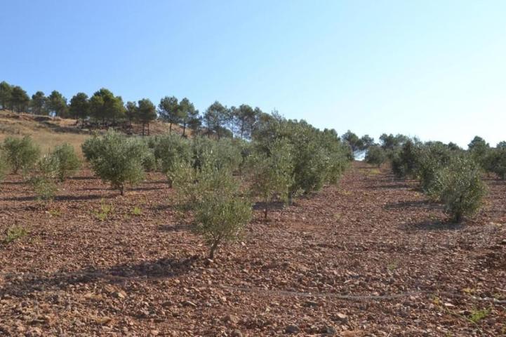 Terreno en venta en Los Santos de Maimona, Zafra photo 0